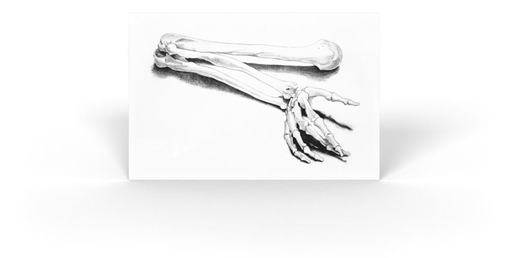 Anatomie-Zeichnung eines menschlichen Armes
