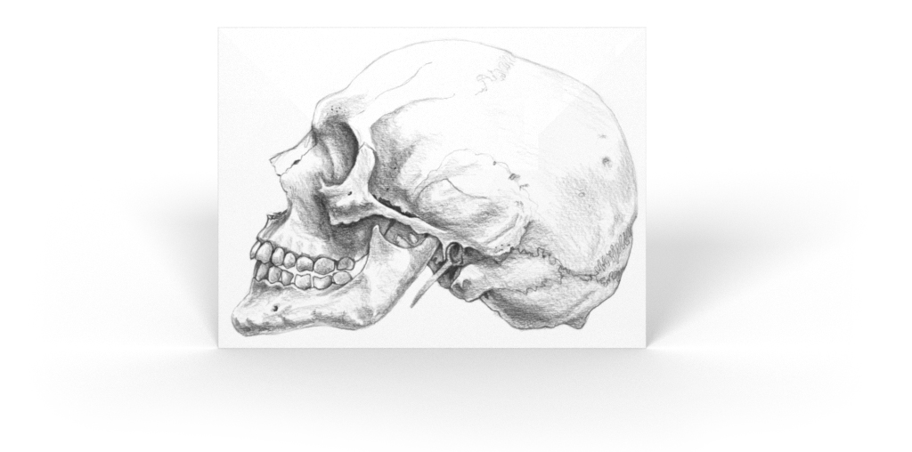 Anatomie-Zeichnung eine menschlichen Schädels – Seitenansicht